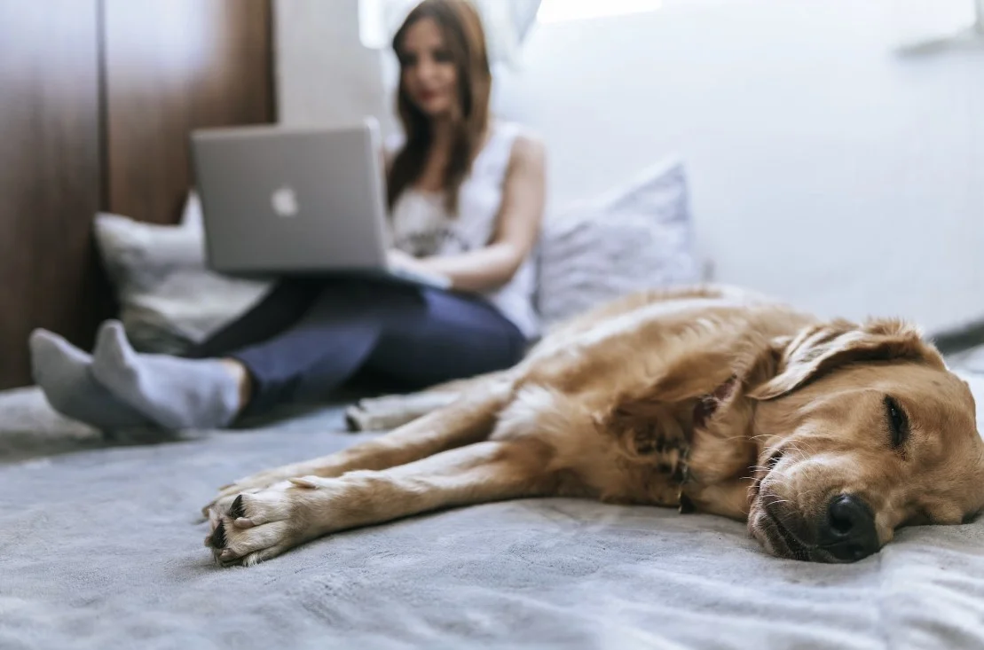 limited edition smart bed